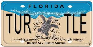 23686839 turtle plate