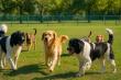 BarkParkFinder.com Launches Nationwide Directory of Dog-Friendly Parks and Facilities