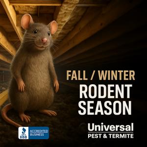 Rodent Pest Control