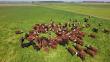 The Global Methane Hub launches international project to develop satellite-guided grazing to cut livestock emissions