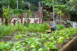 Premier Village Phu Quoc Resort Earns Prestigious Green Globe Certification 15 The Village Garden