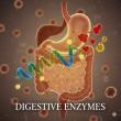 Digestive Enzyme Market Forecast: Expanding to USD 1893.7 Million by 2035 with 9.4% CAGR Amid Functional Food Growth
