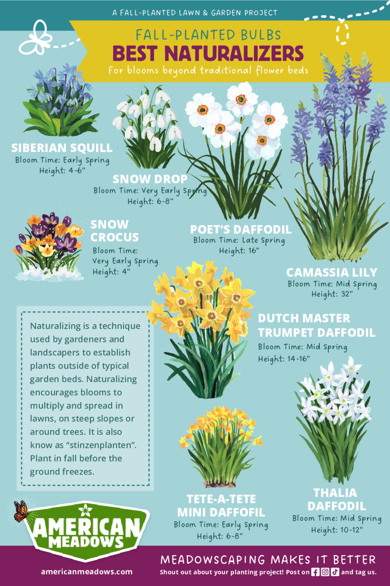 Naturalizing Bulbs In The Lawn Why Not Devote A Portion Of Your Garden