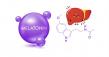 LogsDay Explores Whether Melatonin Is Hard on the Liver in New Evidence-Based Review