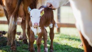 cow