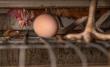 Open Wing Alliance Launches Global Campaign to Hold Radisson & Choice Hotels Accountable to Cage-Free Egg Promises