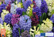 Flowerbulb.eu Reveals Which Spring Flowering Bulbs Deer Avoid