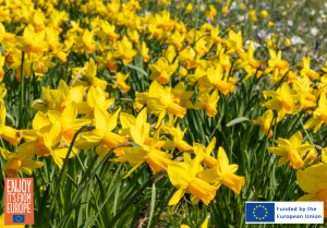 Image of deer-resistant bulbs