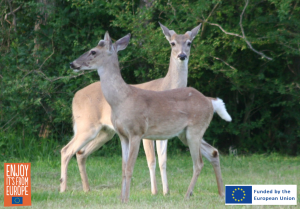 Image of deer-resistant bulbs