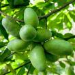 TN Nursery Named the Nation’s Largest Grower of Pawpaw Trees