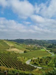 Vineyards on the hills