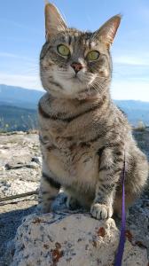 Gigia, una gatta dagli occhi verde smeraldo, è seduta su una roccia alla Fortezza di Calascio in Abruzzo, Italia. Guarda con fierezza verso la fotocamera, con un'espressione di soddisfazione, come se si sentisse orgogliosa per essere riuscita a scalare un