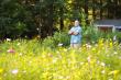 Fall Wildflower Seed Planting 101: The #1 Question Experts Are Asked Every Year