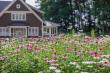 How American Meadows Designs Wildflower Seed Mixes: A 40-Year System for Transparency, Regional Adaptation & Seed Purity