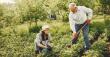 Study: 77% of Americans Say Gardening Boosts Mental Health; 1 in 4 Grow Food to Save Money