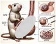 Accurate Medical Illustrations and Animations are Essential Tools in Combating Health and AI Misinformation, Say Experts