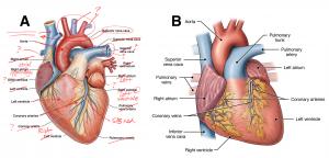 Figure 2: A) AI illustration created by DALLE-3 image generator (OpenArt.ai) using the prompt for an “anatomical illustration of the human heart showing labels for the aorta, superior vena cava, inferior vena cava, right atrium, left atrium, right ventric