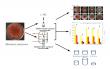 Magnetic fields improve Monascus pigments and inhibit citrinin yield via interfering with the iron metabolism