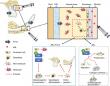 Unveiling the Therapeutic Potential of Abaloparatide in Treating Periodontal Dehiscence