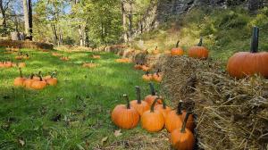 23782254 pumpkins