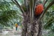 EUDR Delay an Opportunity for Collaboration on Smallholders, Certification: GAPKI