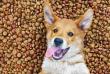 Plant-Based Dog Food Delivers Huge Environmental Benefits, New UK Study Finds