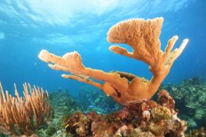 Corals from Laguna de Maya Cuba ©Luis Muiño