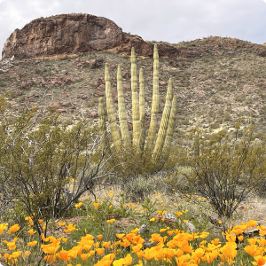 Arizona Saguaro