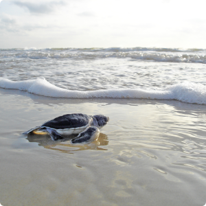 WNP Turtle to Ocean