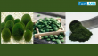 Chlorella-Derived Whole-Food Colours Market to Reach USD 171.7 Million by 2035, Driven by Natural Ingredient Innovation