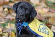 New Jersey Therapy & Life Coaching Launches $50,000 ‘Four Paws, Big Hearts’ Fundraising Campaign for Canine Companions®