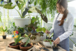 Plant Parenting Emerges as 2025’s Wellness Trend: Stress Relief, Cleaner Air, and Focus Gains
