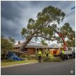 Adelaide Tree Felling Services Highlight Safety and Property Protection Measures