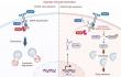 New RNA Discovery Explains Why Oral Cancer Resists Chemotherapy