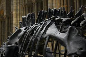 23849620 war on dinosaurs