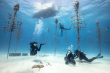 Coral Restoration Delivers Immediate Economic Boost, New Study Finds