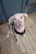 Florida Rescue Launches Emergency Fundraiser for Blind/Deaf Abandoned Puppy With Rare Liver Condition