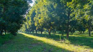 Premium Pecan Orchards