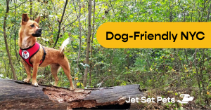 Jet Set Pets NYC