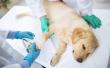 Veterinary Orthopedics Market Surge: Driven by Pet Mobility & Advanced Care to $1.20B by 2033 | DataM Intelligence