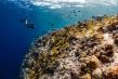 The Westin Maldives Miriandhoo Resort: Protecting Biodiversity at Baa Atoll