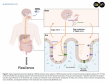 MDMA psychiatric applications synthesized: comprehensive review examines PTSD treatment and emerging therapeutic targets