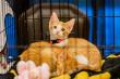 Virginia Cat Festival Returns November 1 and 2 in Williamsburg