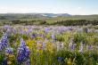 Historic Bighorn Mountain Ranch Changes Hands