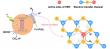 Copper single atoms drive cleaner, more efficient hydrogen production