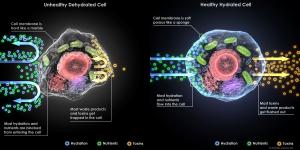 Illustration comparing dehydrated and hydrated cells, demonstrating Energized Health’s patented intracellular hydration process. The company’s protocol improves nutrient absorption, reduces inflammation and supports overall wellness, earning national recognition.