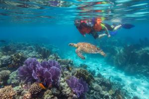 Two snorkelers in orange snorkel vests and fins observe a large green sea turtle swimming directly below them over a colorful, shallow coral reef.
