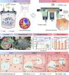 Harmonic heterostructured pure Ti fabricated by laser powder bed fusion for excellent wear resistance