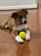 Local Partnership Helps Connect Adoptable Dogs and Cats with Forever Families
