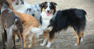 Silver Maple Pet Center, a pet care facility serving St holiday pet boarding for thanksgiving